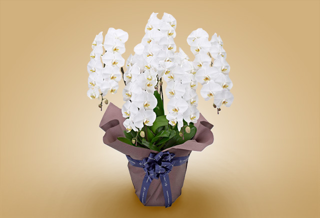 胡蝶蘭5本立ち ホワイト 祝電 生花 電報はkddiグループ でんぽっぽ
