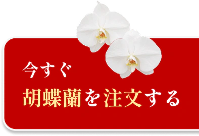 今すぐ胡蝶蘭を注文する