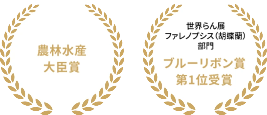 農林水産大臣賞　世界らん展ファレノプシス（胡蝶蘭）ブルーリボン賞第1位受賞