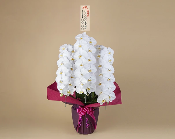 胡蝶蘭 3本立 36輪以上