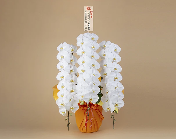 胡蝶蘭 3本立 45輪以上