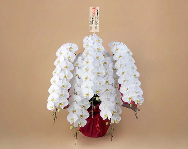 法人会員様限定、最高品質の胡蝶蘭