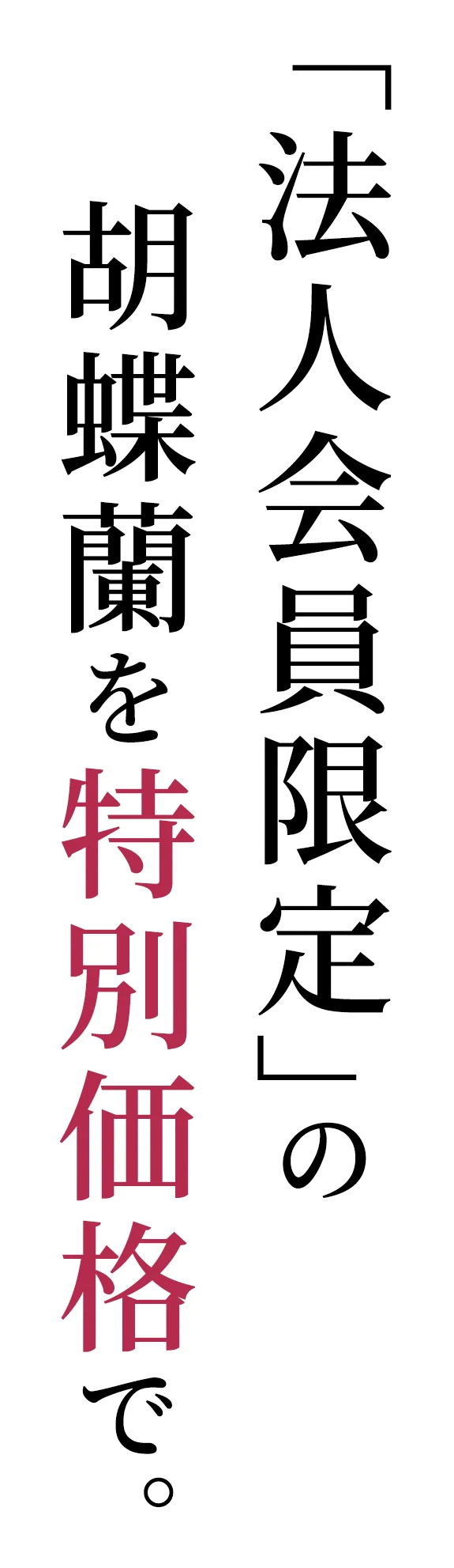 「法人会員限定」の胡蝶蘭を特別価格で。