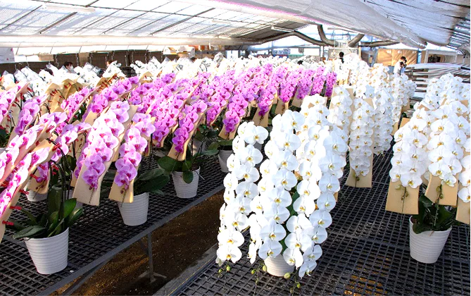 専用スポンジで支えた花