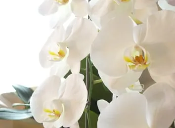 胡蝶蘭