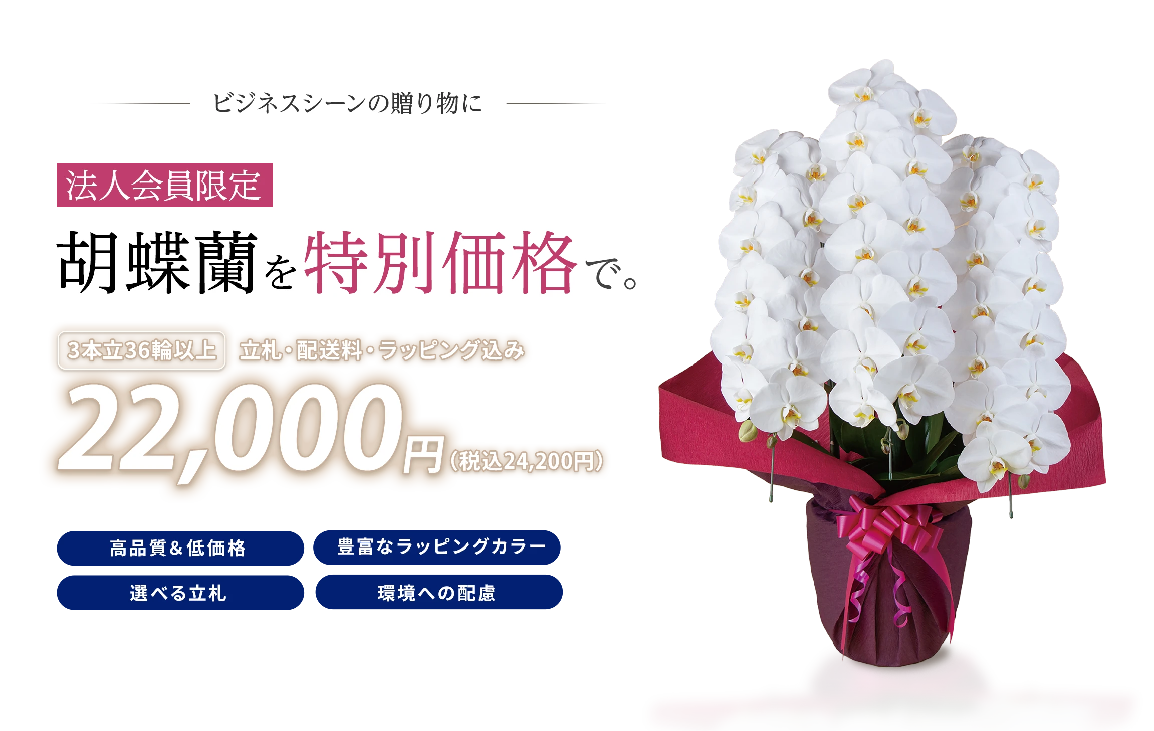法人会員限定 胡蝶蘭を特別価格で。22,000円(税込24,200円)