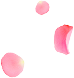 花のイメージ