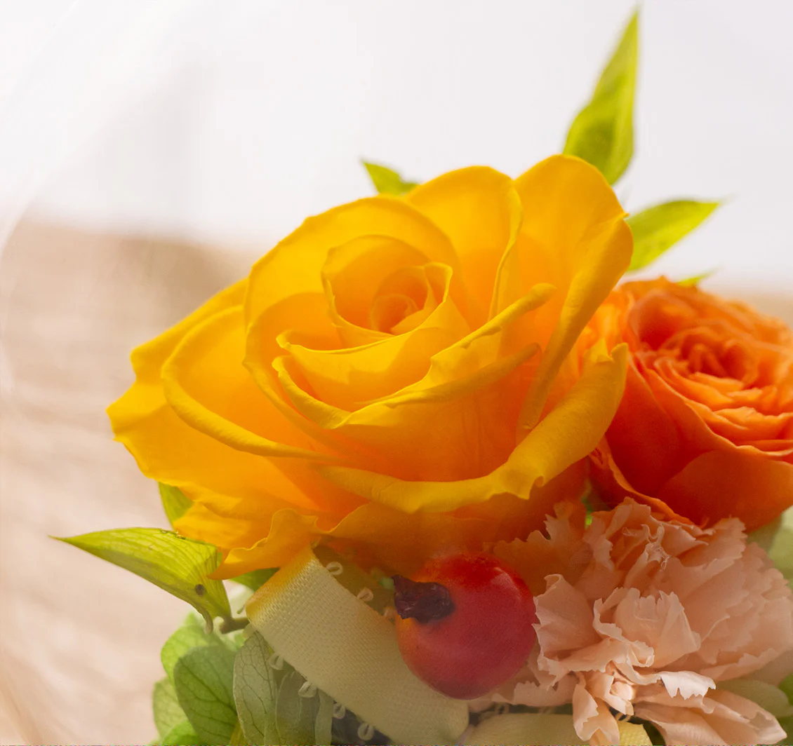 黄楊商品画像ズーム